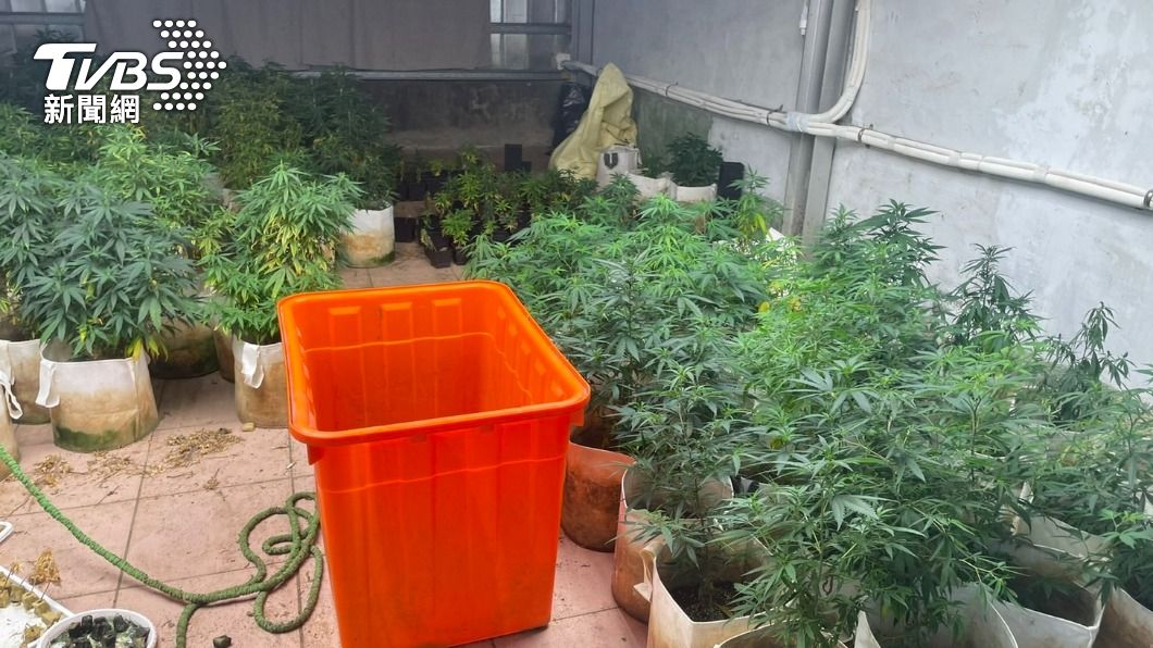警方在屋內查獲逾400株大麻植株。(圖/TVBS)