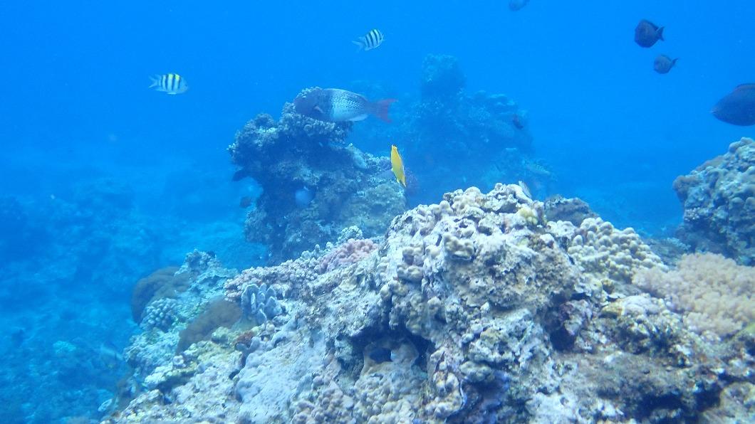 綠島珊瑚礁遭破壞!凶手竟是施工船機 廠商遭罰3萬元