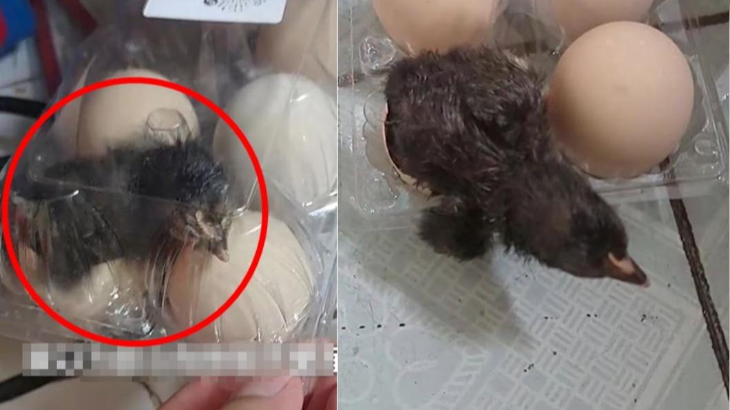 小雞就這樣生出來了！（圖／翻攝自微博）