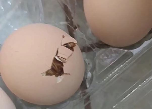 小雞破殼而出。（圖／翻攝自微博）