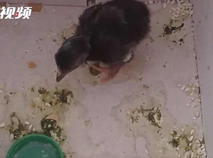 王男要飼養小雞。（圖／翻攝自微博）