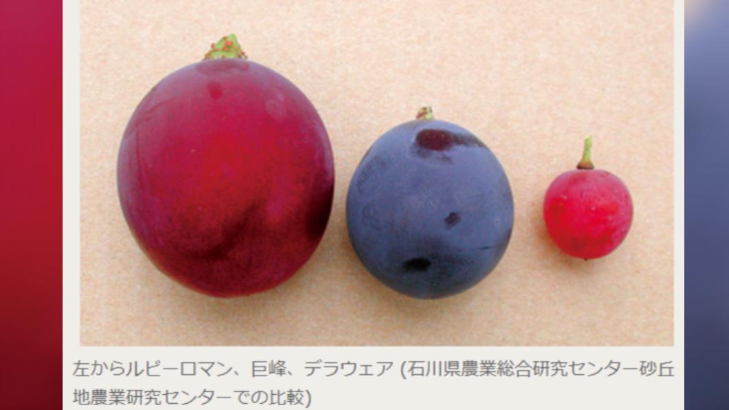 浪漫紅寶石與巨峰、珍珠葡萄對比。（圖／翻攝自Ruby roman官網）