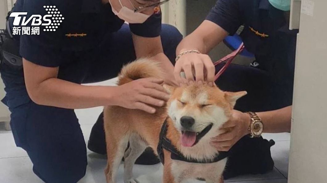 「柴」不會丟下你！萌犬看醫生貪玩走失　靠這招找飼主