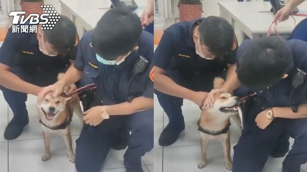 員警發現柴柴相當親人,且毛髮經過修剪,研判是有人飼養。(圖/TVBS)