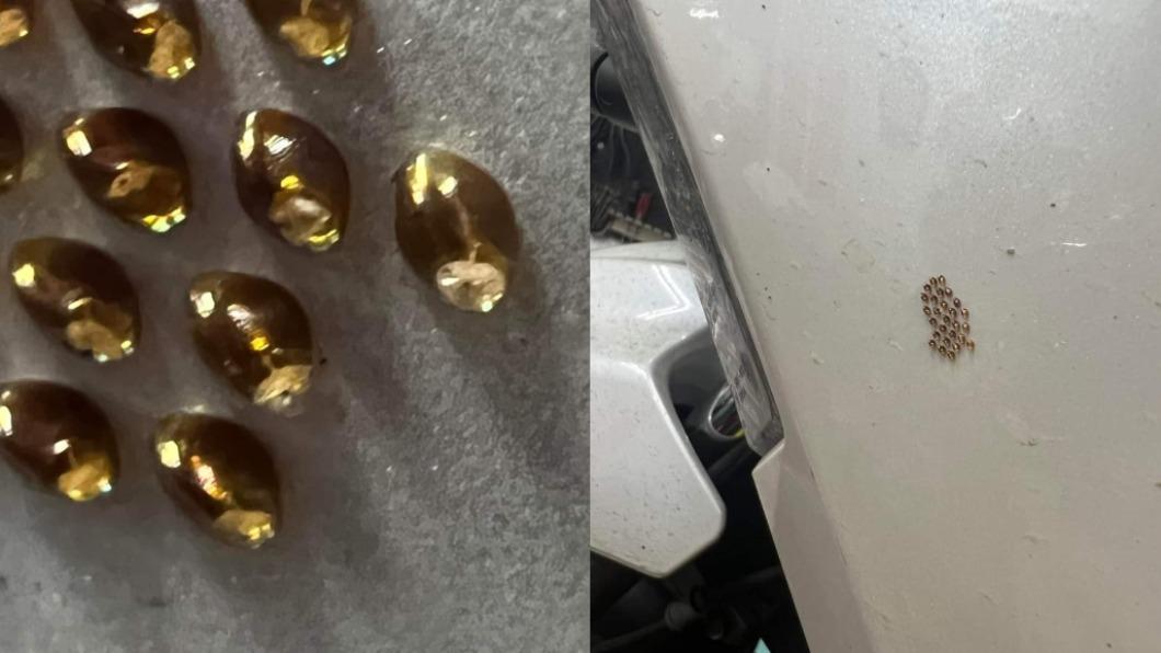 機車長出「整齊黃金蛋」嚇壞車主 網驚喜:高級魚油?