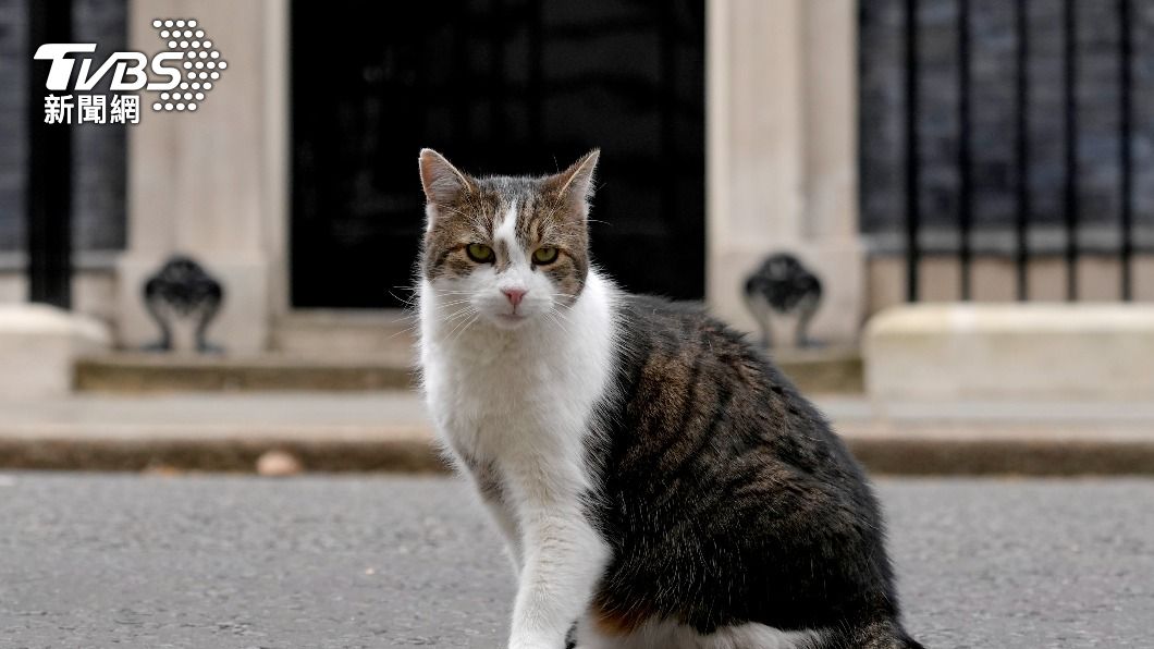 強生即將下台 「英國第一貓」意外捲入首相之爭