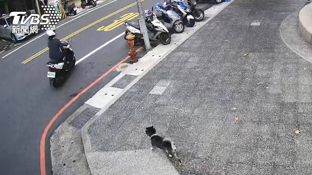 迷途柴犬路上晃險象環生 女警陪走半小時終返家