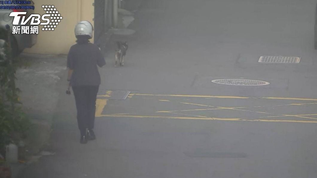 柴犬帶警返家怎回事? 原來是迷路了