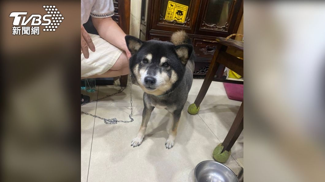 柴犬帶警返家怎回事? 原來是迷路了