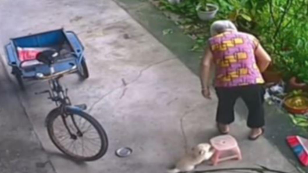 暖炸!萌犬見奶奶掃完地突冒一舉動 網笑:比人還孝順