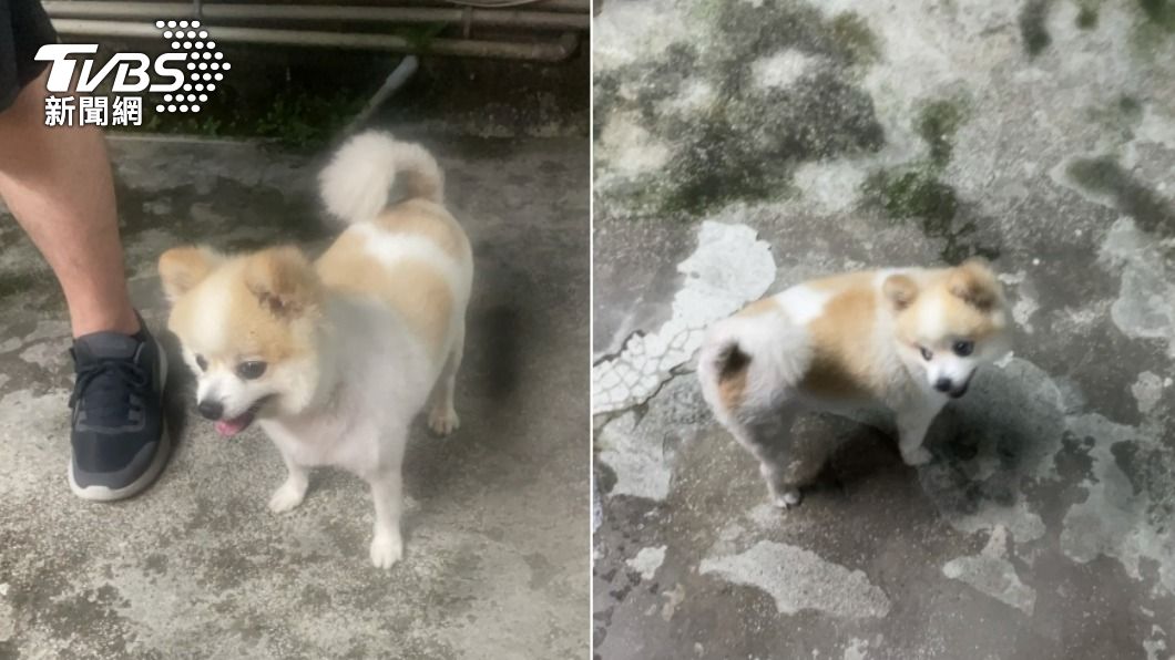威嚇值0!博美犬當賭場看門狗 攻堅警員融化了:有夠萌