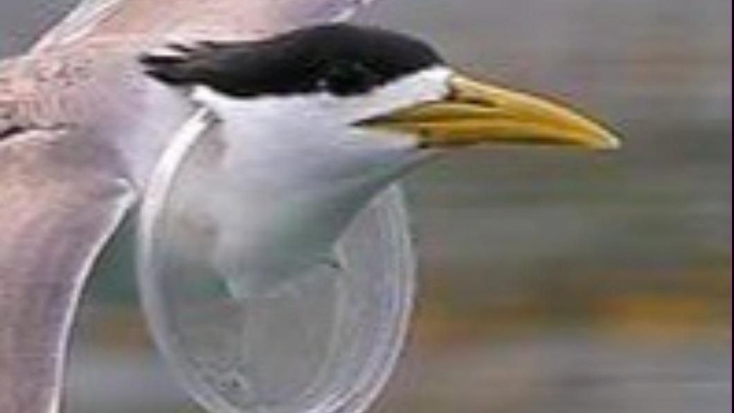 鳥友拍到鳳頭燕鷗的脖子上有透明杯蓋 (圖/拍鳥俱樂部社長黃蜀婷提供)