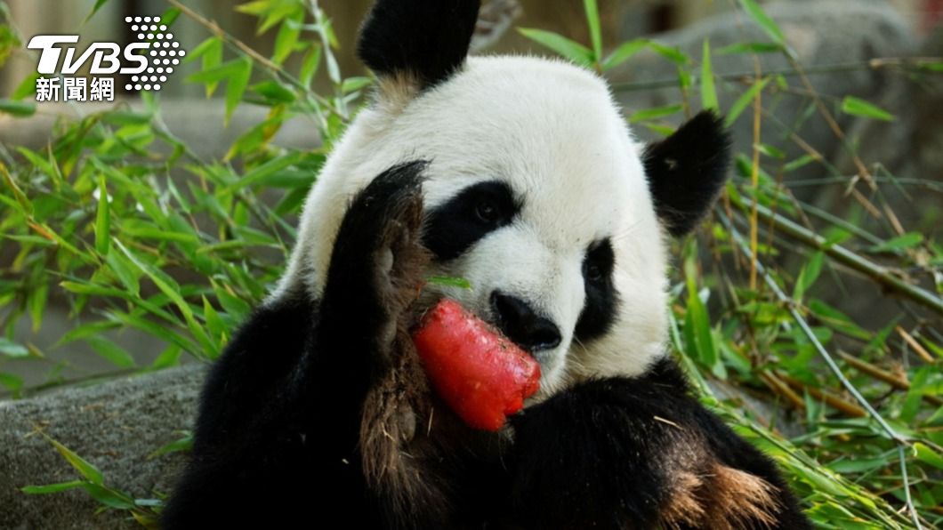 圖輯 / 對抗熱浪高溫　吃冰消暑的歐洲動物萌夥伴