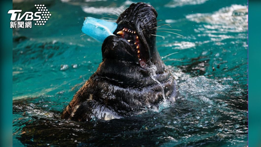 西班牙馬德里動物園的海豹，在水池內享用冰棒。（圖/達志影像路透社）
