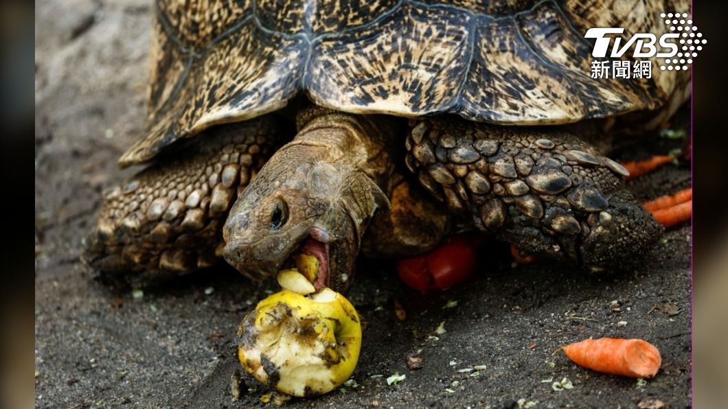 馬德里動物園的豹紋陸龜享用蔬果冰棒。（圖/達志影像路透社）