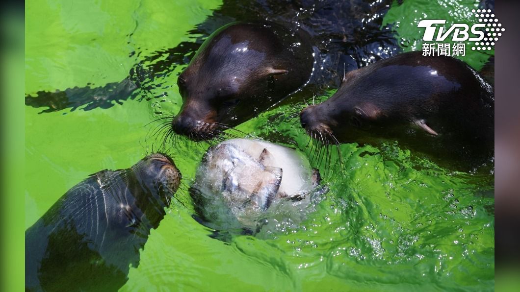 炎熱天氣下，三隻柏林動物園的海獅在水池內享用魚冰棒。（圖/達志影像路透社）
