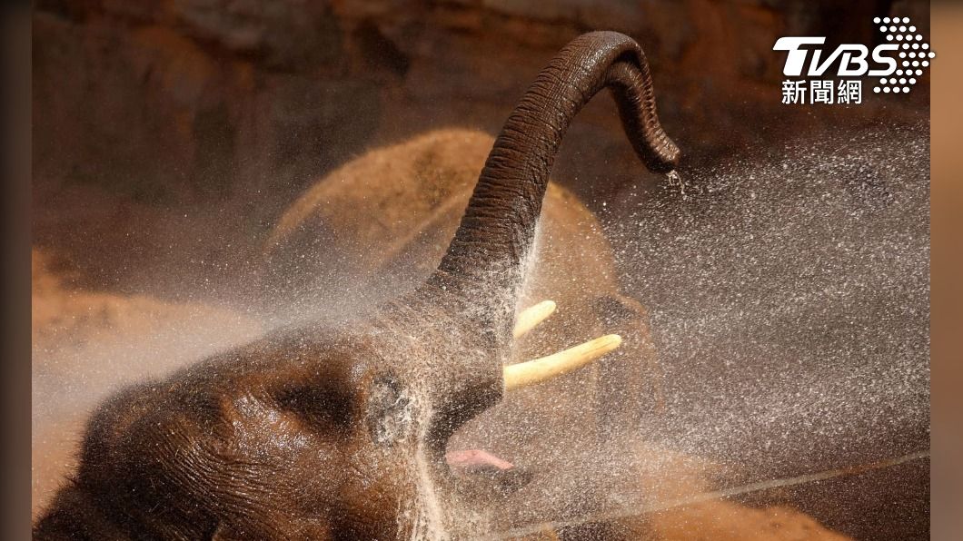 英國切斯特動物園的亞洲象正在享受冷水沖澡。（圖/達志影像路透社）