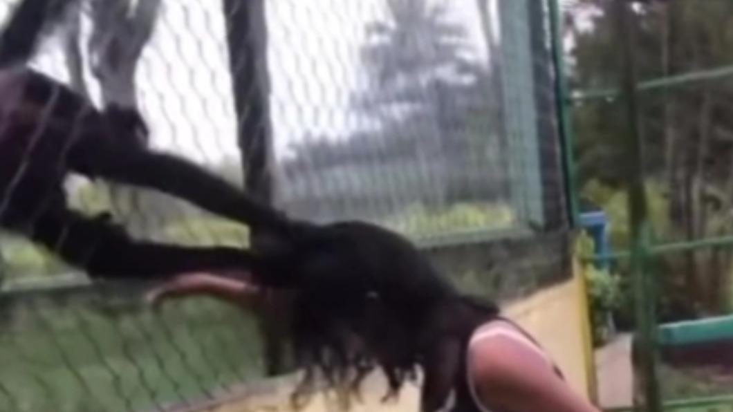 當猴子塑膠做的?女童拍圍欄挑釁 下秒頭髮遭猛抓嚇傻