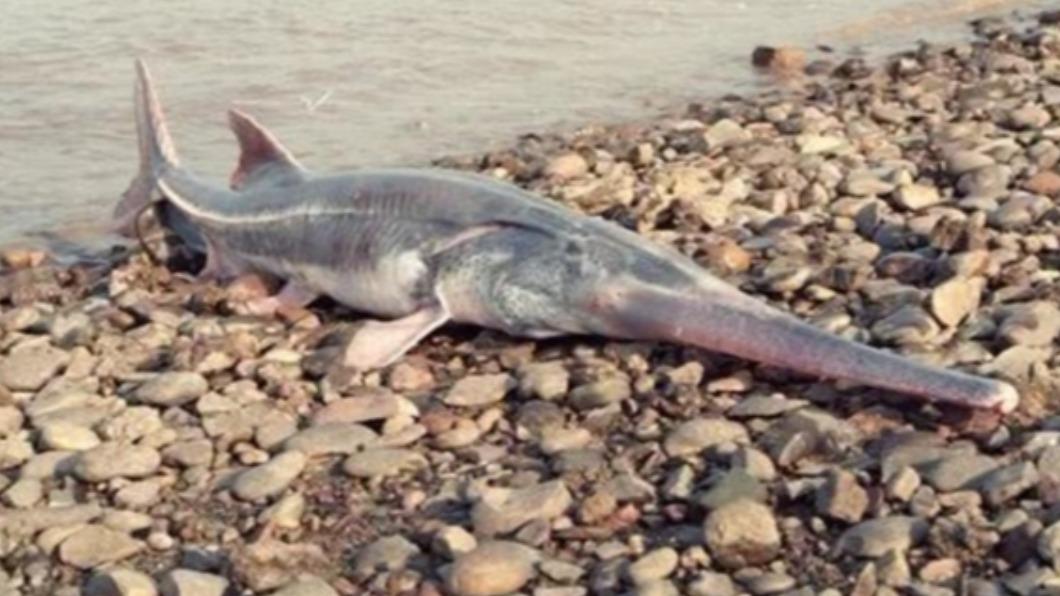 「淡水魚王」長江白鱘正式滅絕 最後現身時間曝