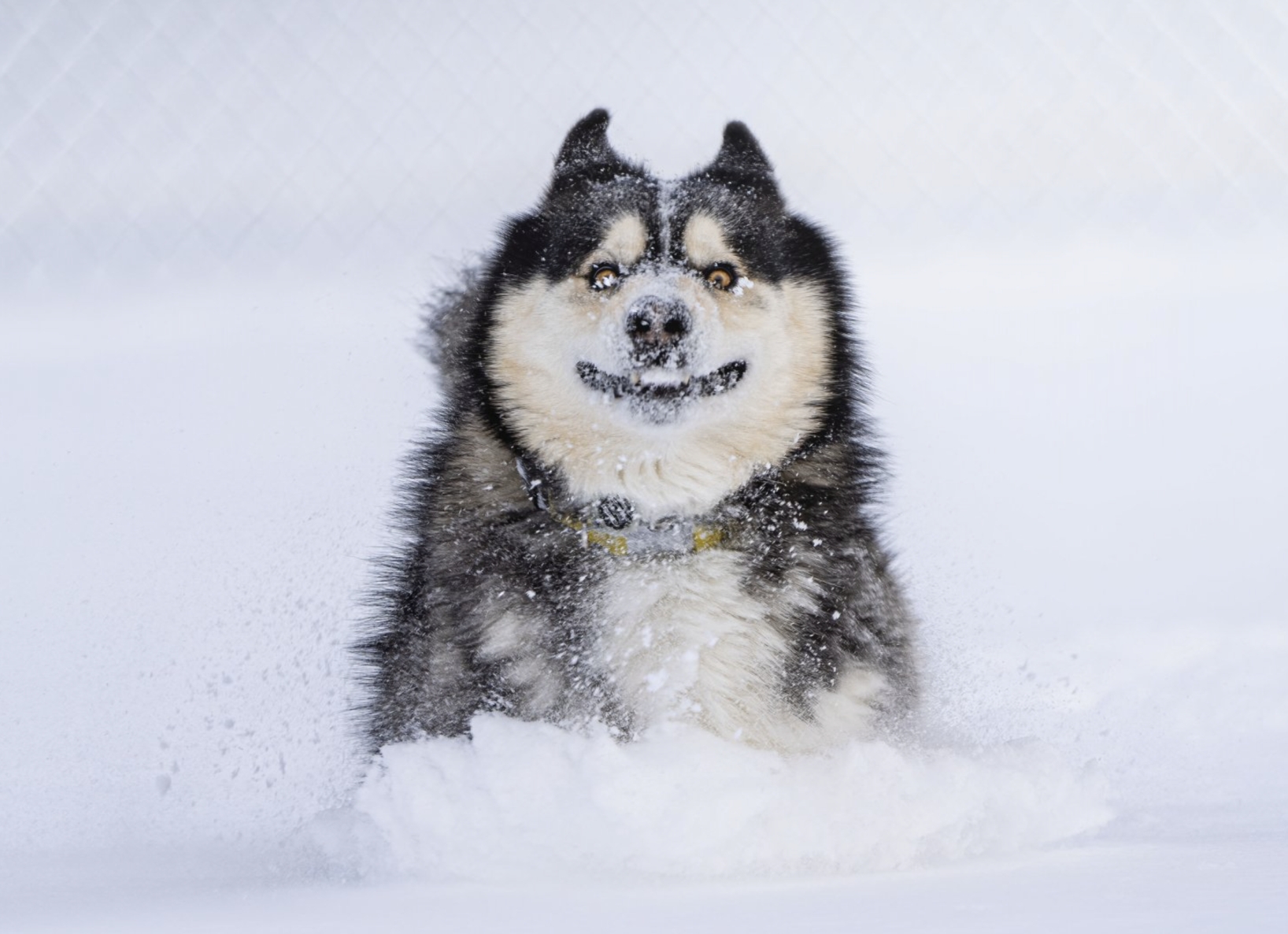 衝破雪地的一瞬。（Marko Jovanovic / Animal Friends Comedy Pets）