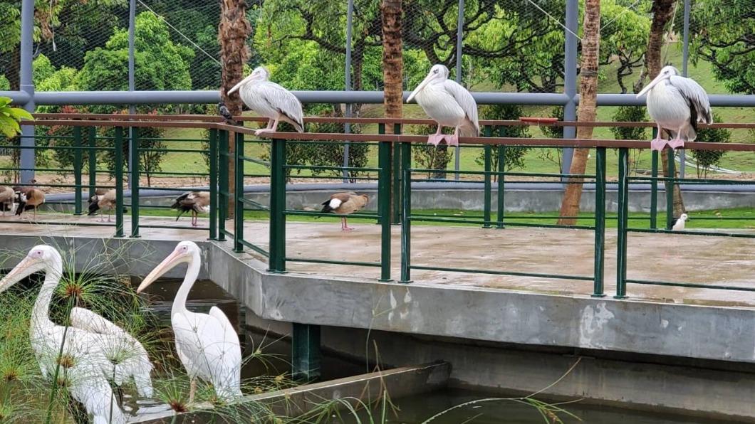 九九峰動物樂園是亞洲最大鳥類主題動物園。（圖／翻攝自九九峰動物樂園臉書）