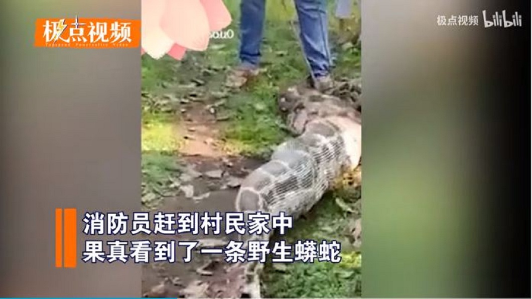 據農戶透露飼養的3隻小羔羊全消失看起來全部巨蟒吞下肚了。(圖/翻攝自極點視頻)