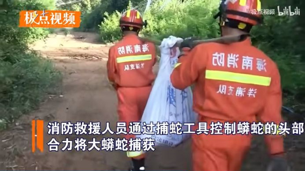 最後巨蟒被帶到野外放生。(圖/翻攝自極點視頻)