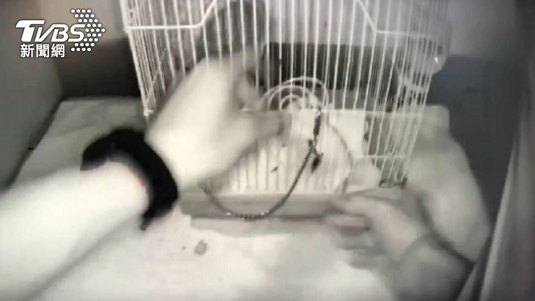女毒蟲遭逮!捨不得2隻小倉鼠 求警幫找人照顧