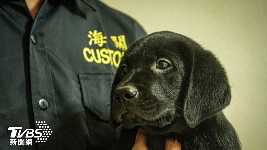 緝毒犬中心幼犬至寄養家庭待到10個月大至1歲初，再返回中心受訓。（圖／中央社）