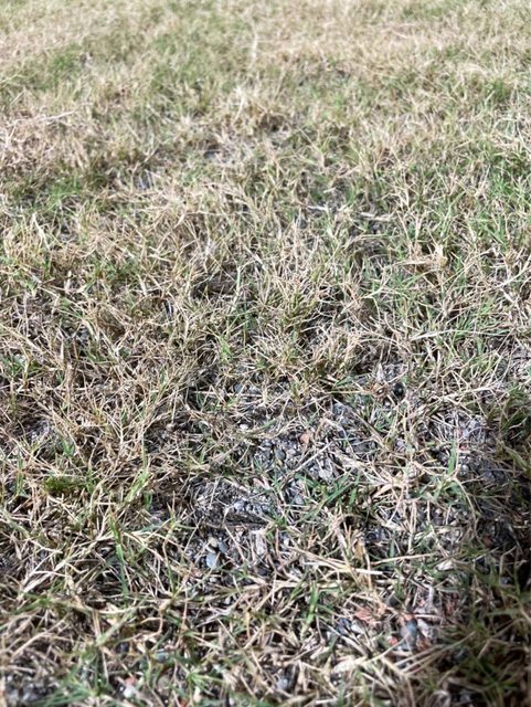 新竹球場草地碎石太多了。(圖/翻攝自PTT)