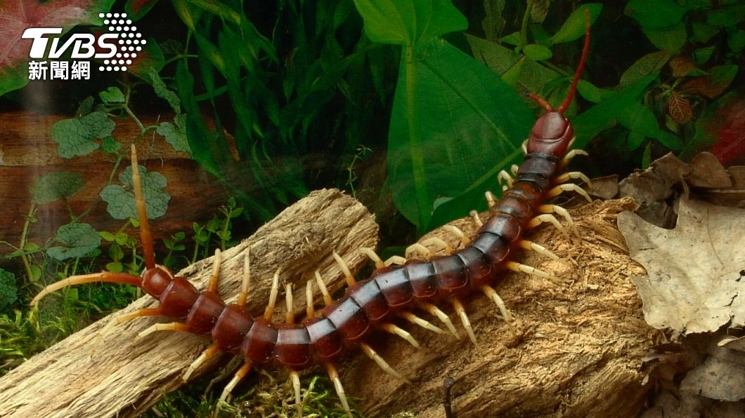被蜈蚣咬會致命?急診醫這樣說 4大處置步驟一次看