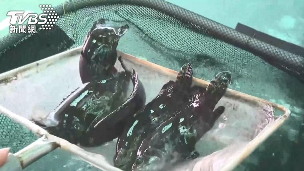 石斑魚供貨量不足。(圖/TVBS)