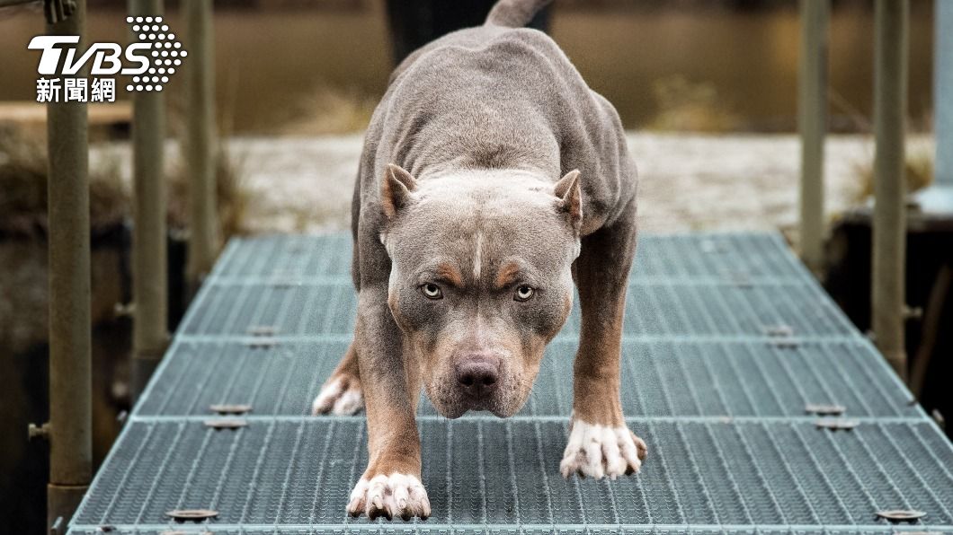 具攻擊性寵物!男遛比特犬沒繩沒嘴套 爆衝撞傷女挨告