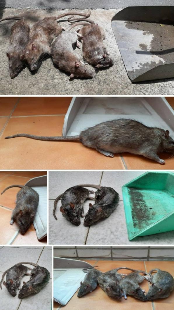 老鼠源源不絕,鄰居不堪其擾。(圖/民眾提供)