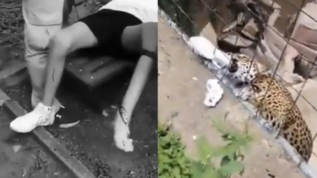 墨西哥14歲少年找美洲豹玩自拍 腳被咬到撕裂流血