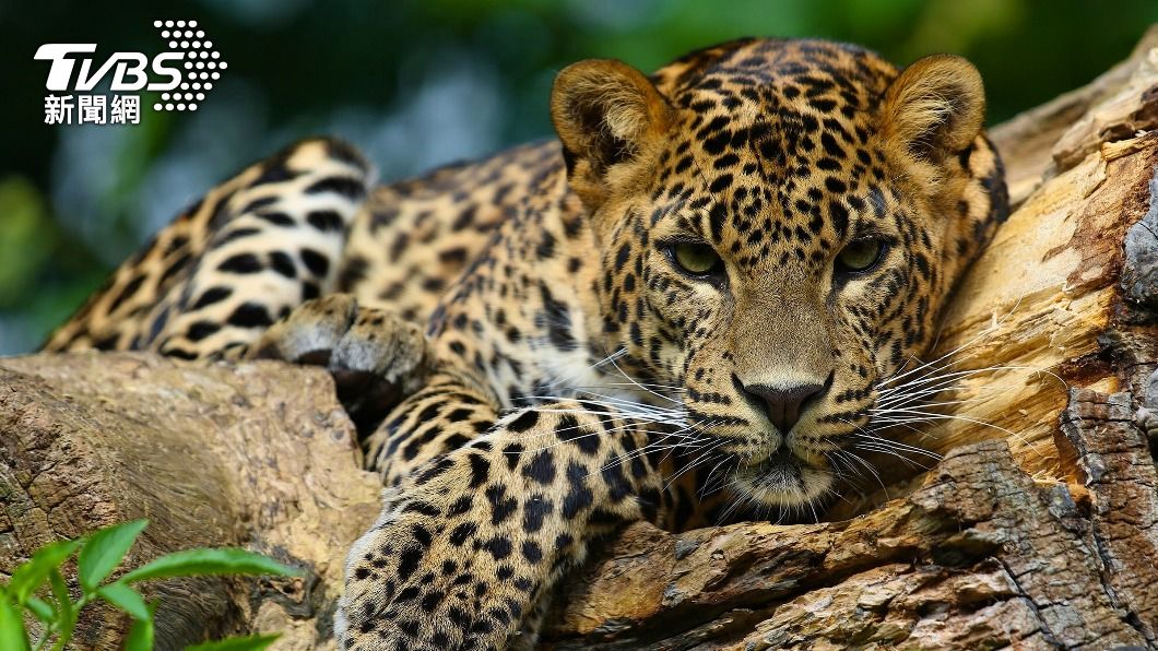 動物園警告,遊客應該遵守警告標誌。(示意圖/shutterstock達志影像)