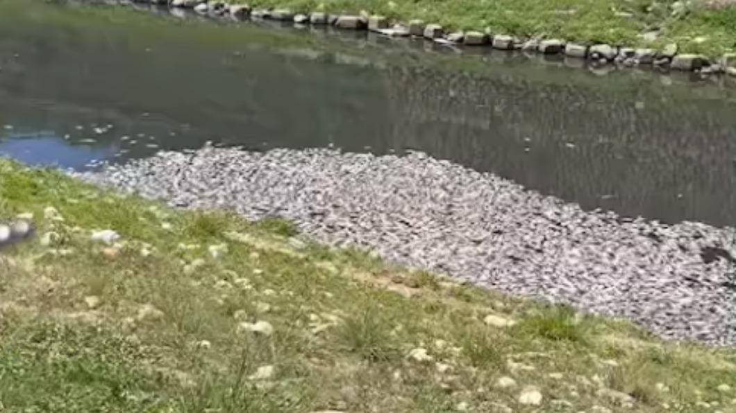 熱爆!桃園老街溪魚群暴斃 現場「5百公斤魚屍」飄惡臭