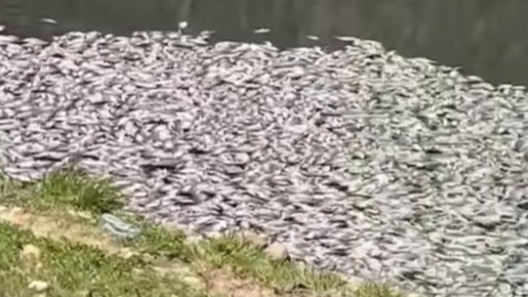 水務局已清除約1000條死魚。(圖/翻攝自黃崇真臉書)