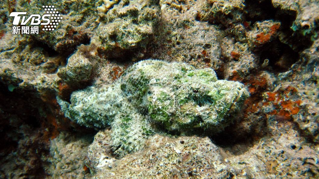 石魚是動物界的「偽裝高手」,乍看下就像一顆石頭。(圖/達志影像美聯社)