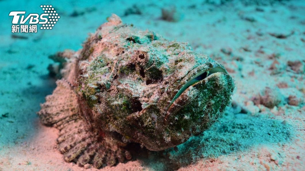 石魚背鰭內的腺體藏有劇毒,可使人癱瘓、呼吸困難及心臟衰竭,不治療將有致命風險。(圖/達志影像美聯社)