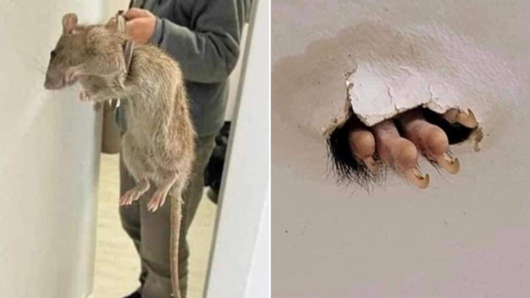 鼠窩算什麼!50公分肥鼠「猙獰利爪」穿破天花板 男嚇壞了