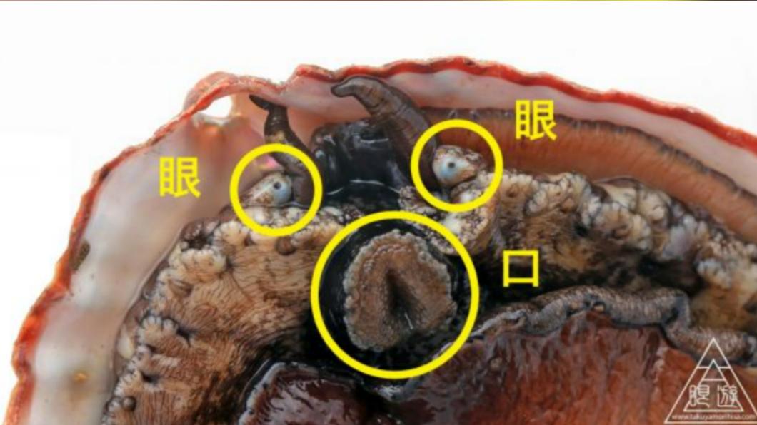 照片清楚拍下鮑魚的眼部和口部。（圖／翻攝自withnews）
