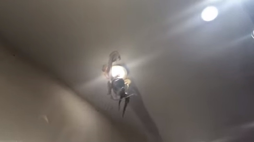 有網友分享到某間海鮮餐廳時看到章魚爬到天花板依附在燈泡。(圖/翻攝自爆廢公社公開版)