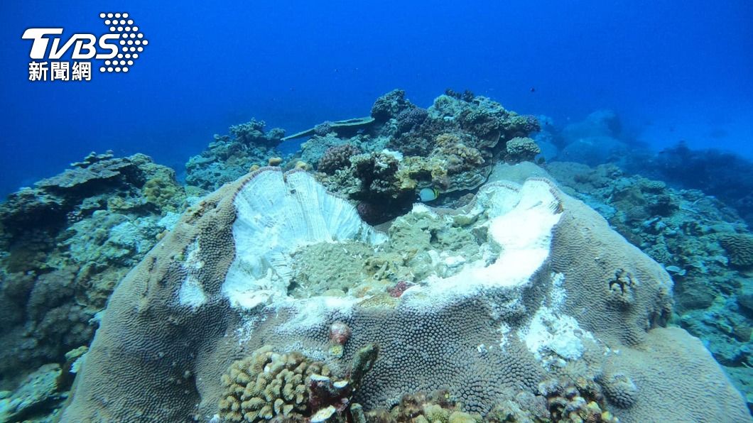 綠島石朗珊瑚礁遭破壞。(圖/中央社)