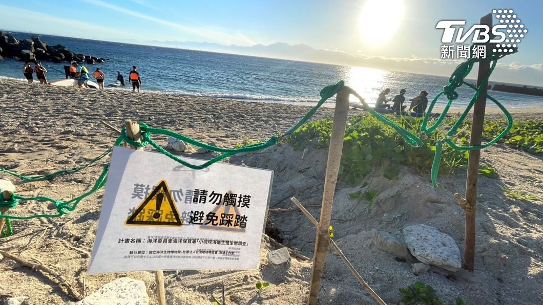 小琉球綠蠵龜產卵數創新高!海保署籲遊客勿騷擾以免觸法