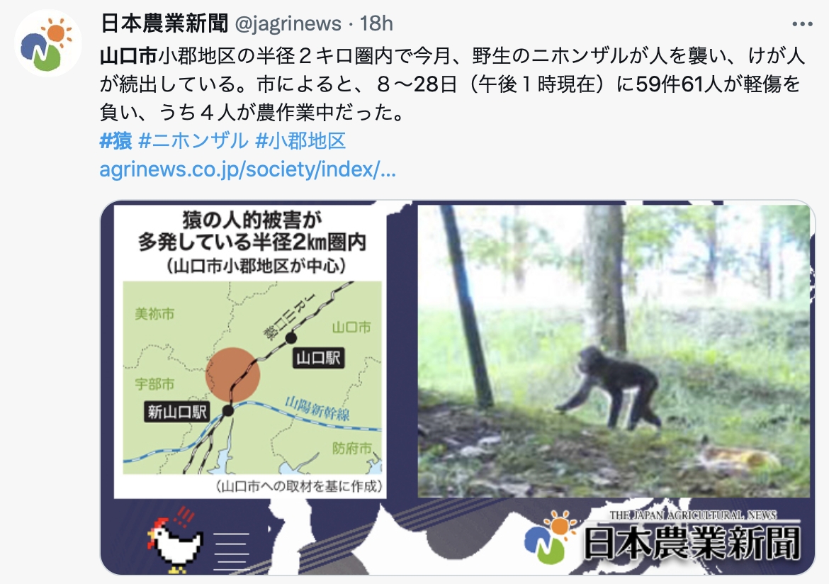 潑猴以山口市小郡地區為中心出沒。(圖/翻攝自《日本農業新聞》推特)