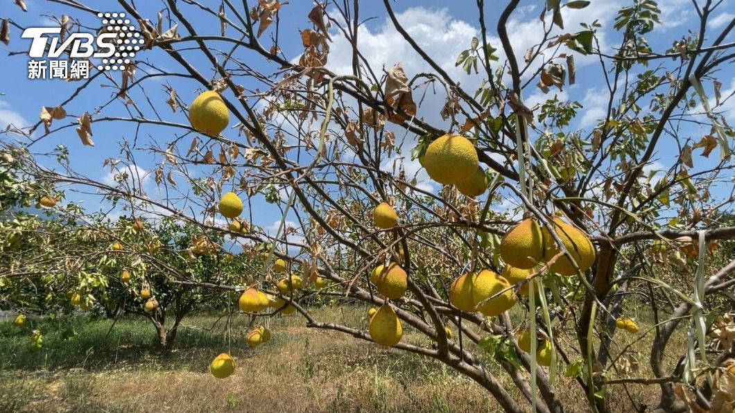 實在太熱!花蓮飆40度 文旦、茶葉曬焦、萎縮