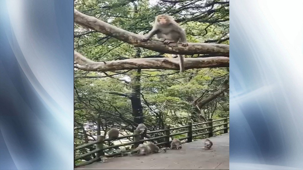圖／翻攝發現陽明山