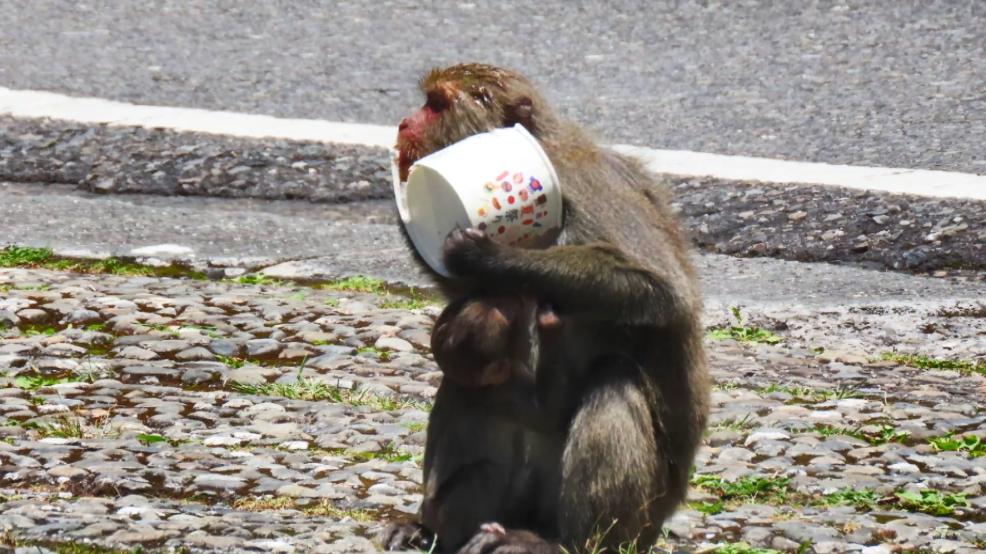 圖／生態攝影家蘇家弘提供