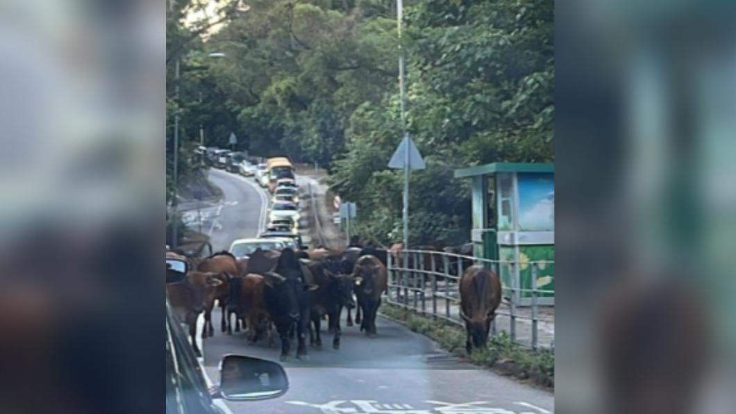 真「大牛」上路！香港牛群塞爆馬路　網友：辦車聚？